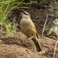 African Rock Pipit